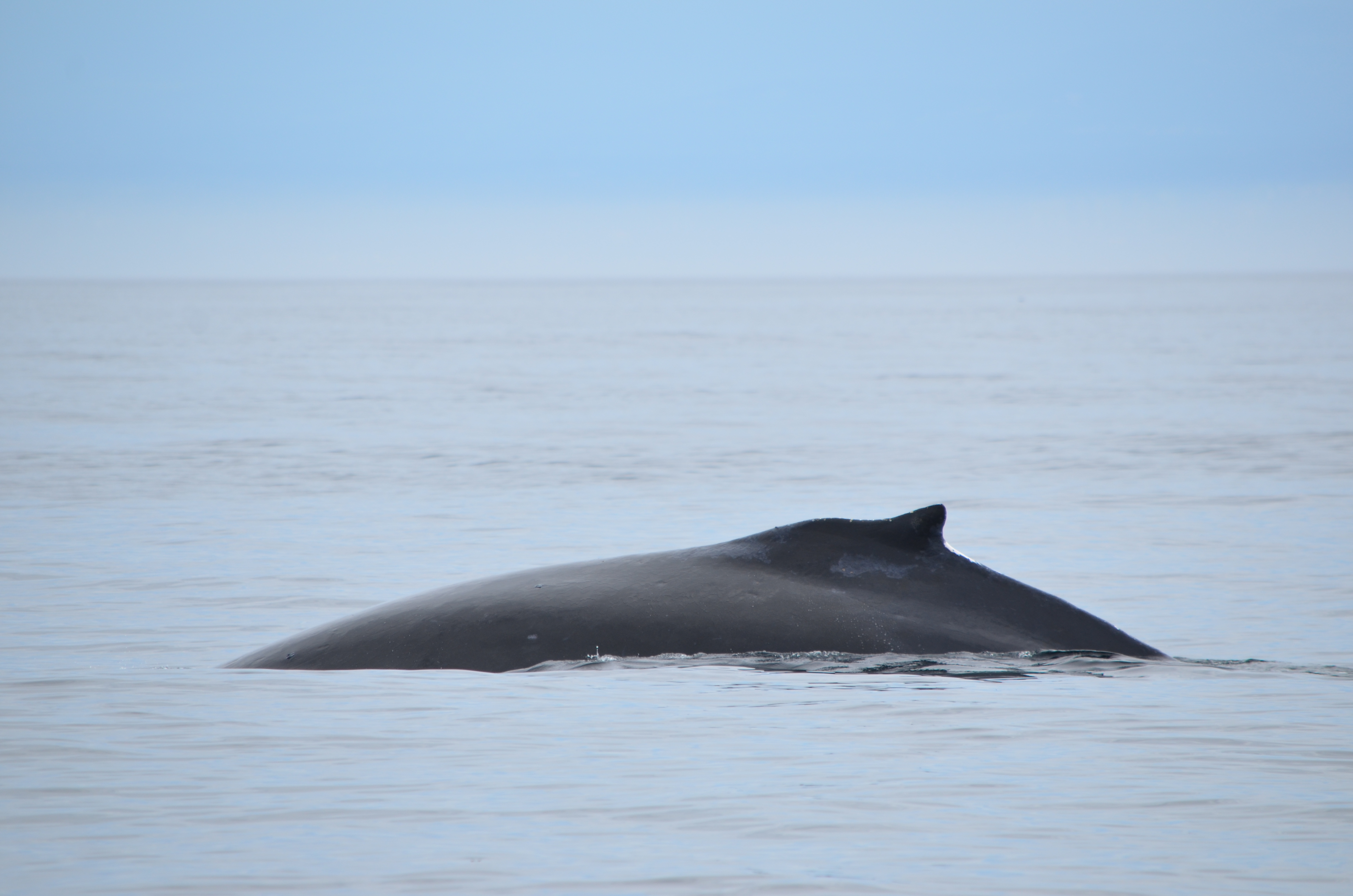 photos/wildlife/Mammal_Species/Humpback Whale/DSC_0109.JPG
